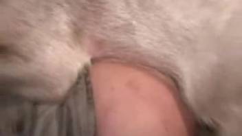 Swine's buttocks overpower an aroused man in intense bestiality encounters