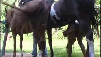 Naked woman experiments with enormous horse cock for kinky deviances