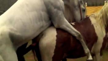 Two horses fucking like crazy in an outdoor video