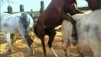 Stud horse thrusts entire cock into snug mare vagina