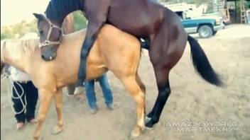 Stud horse aggressively bangs mare while aroused bestiality fan watches