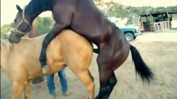Dark stallion overpowering a snug vagina from the rear