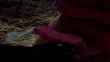 Close up video of a perverted zoophile in a farm