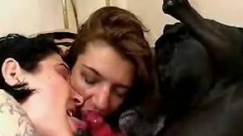 Lesbians share tasty dog cock in scenes of amateur zoophilia