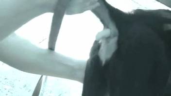 Guy bangs a canine's wet vagina using dildos and digits