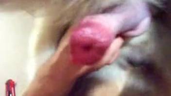Furry dog's wet dick makes thirsty woman feel amazing