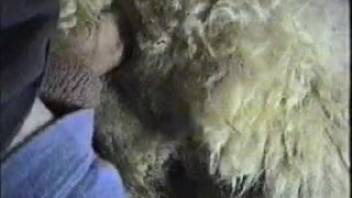 Guy bangs fluffy creature in superb bestiality clips live on webcam