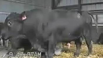 Man feels attracted to this bull and aims to fuck it