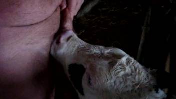 Young calf laps at guy's cock in filthy ways as he films the act