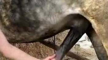 Brunette feels attracted to horse cocks and wants to fuck