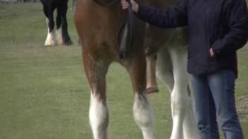 Excited guy adores that massive horse cock dangling just like that