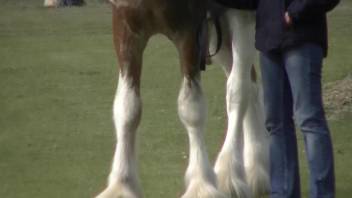 Sexy stallion shamelessly showcasing its huge dick