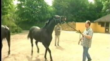 Two aroused equines indulging in a brief sexual encounter outside
