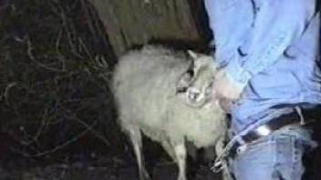Man is about to fuck a goat while recording himself