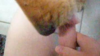 Horny guy enjoys a smooth blowjob from his dog