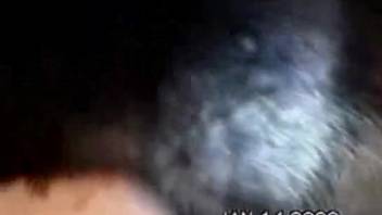 Rigid canine penis for an inexperienced female with wild buttocks and vagina