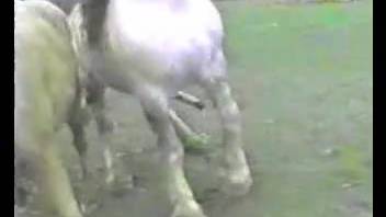 Watching horses breed is the peak excitement for this aroused man