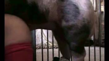 A boar with an incredibly attractive face has sex with an aroused novice