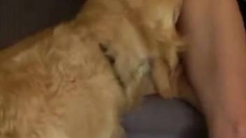 Spouse tongued and penetrated by the canine in homemade adult video