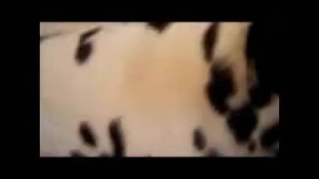 Dalmatian caught on camera banging his owner