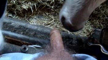 Dude takes dick out and makes cow lick it with its big tongue