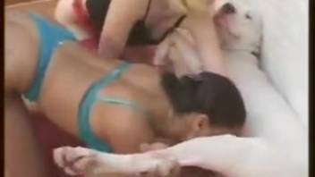 Sluts divide delicious canine cock during shared sapphic bestiality