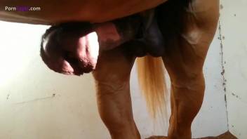 Beautiful babes sucking on horse dicks in a compilation vid
