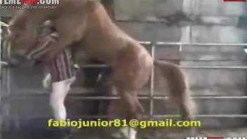 Horse with a huge penis fucking a hornier dude