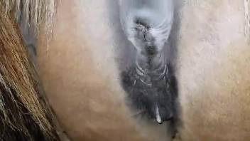 Dude bangs a mare's hot cunt and creampies it