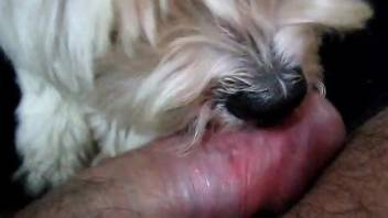 Cute dog licking a dude's throbbing cock on camera
