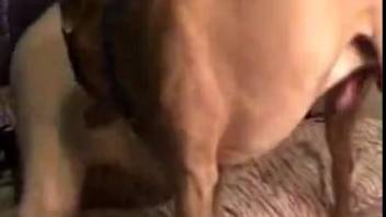 Attractive bitch getting pounded doggy-style on the bed in bestiality clips
