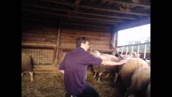 The guy can't choose a sheep that's good enough for a decent screw.