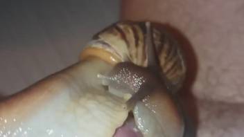Guy allows snails to coat his uncircumcised penis with slimy mucus