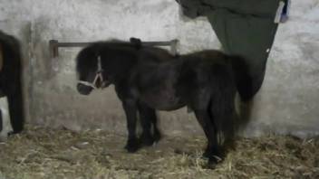 Promiscuous animal lover in leather trousers screws a horse