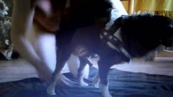 Aroused guy who adores canines is banging an adorable ebony pup