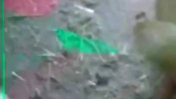 Guy inserts his stunning dick into a beast's opening