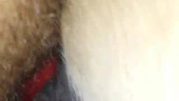 Hot beast being pounded by a hung animal lover