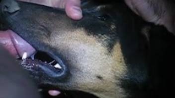 Guy aggressively deep-throating his tame pooch in intimate detail