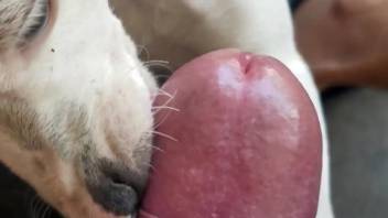 Spellbinding dog licking that beautiful cock in POV
