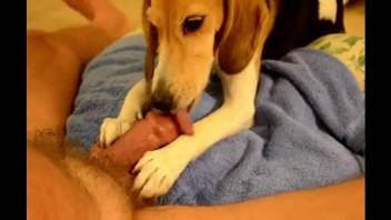 Dude with a small cock enjoying a great blowjob