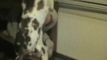 Spotted dog pounding a filthy slit from the rear