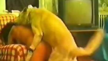 Hot brunette getting fucked by a really kinky dog