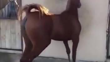 Sexy mare flaunting its pussy in a fun solo video