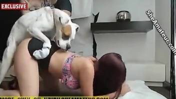 Redheaded beauty fucks a dog in front of her sexy friend