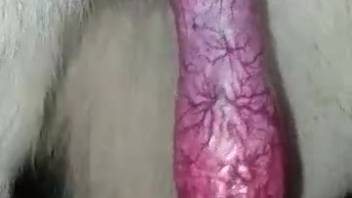 Real animal lovers will love gazing at stunning canine cock