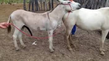 Pair of filthy screwing asses banging one another outside