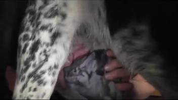 Guy masturbating a canine's penis in a complimentary adult film