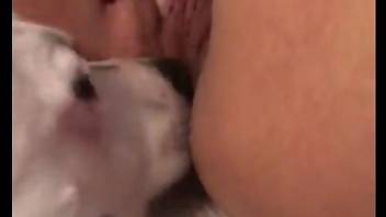Hairy pussy beauty getting licked thoroughly by a dog