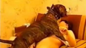 Bestiality video of overblown beauty in bed with dog