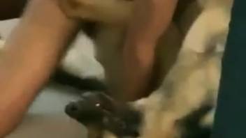 Hot pup being pounded with intense passion